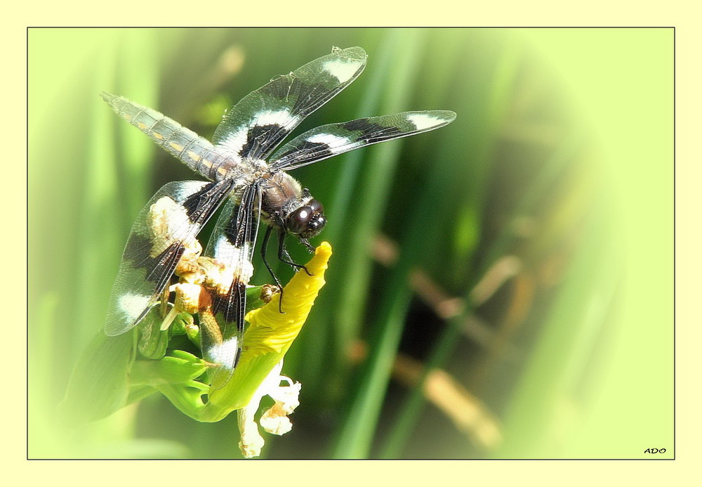 Dragonfly visiting a Yellow Iris