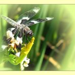 Dragonfly visiting a Yellow Iris