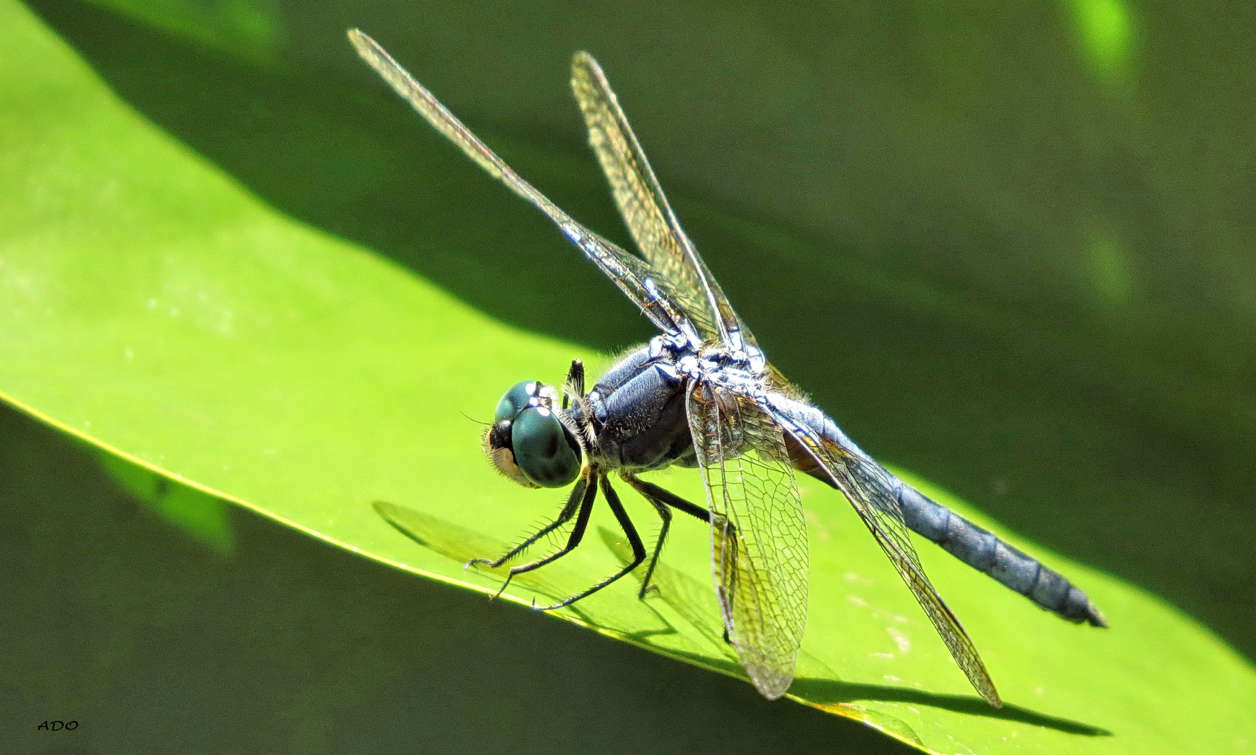 Dragonfly Walk