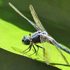 Dragonfly Walk