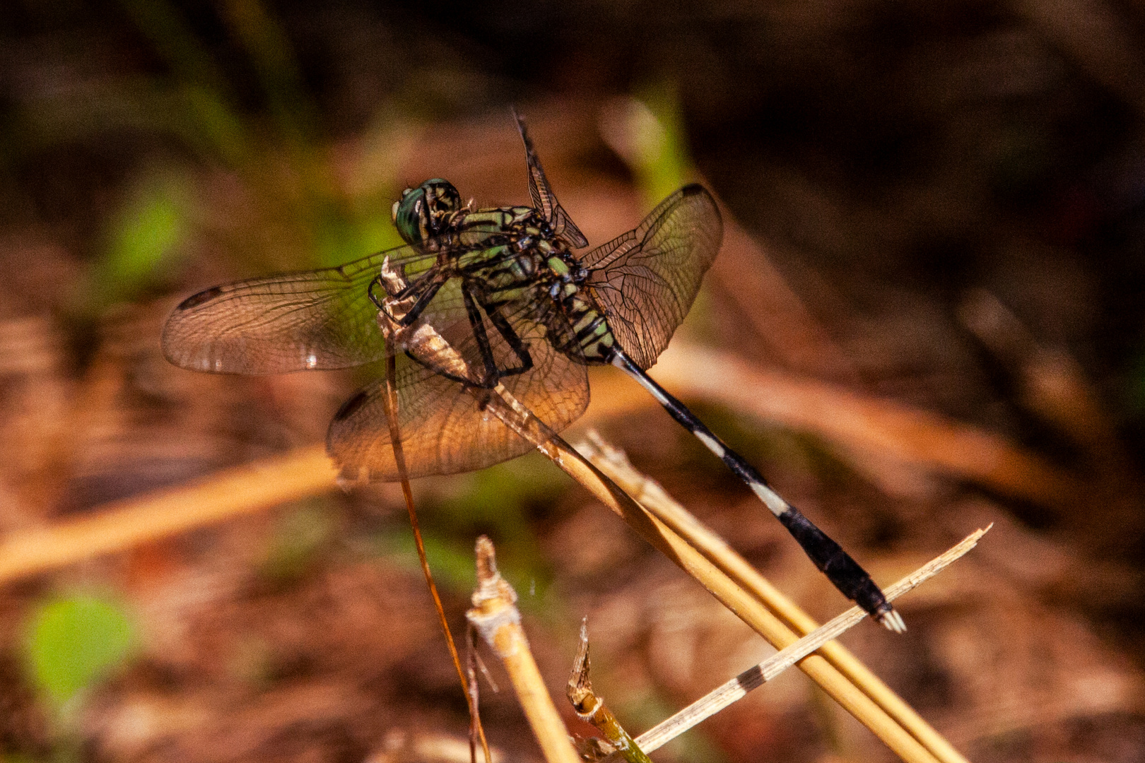 Dragonfly, Wetlands, Northern Territory, Australia