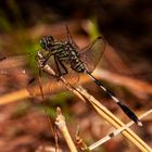 Dragonfly, Wetlands, Northern Territory, Australia