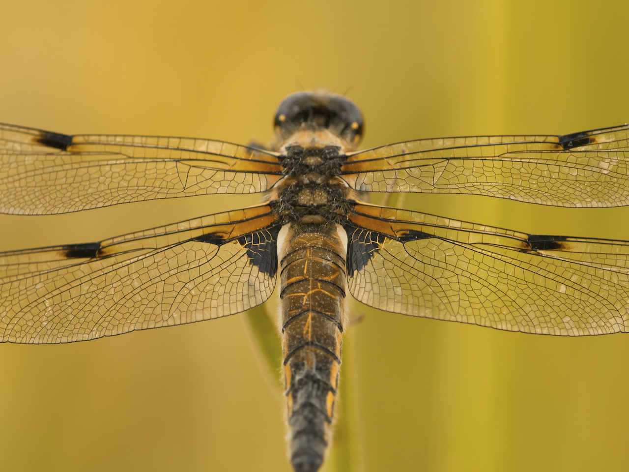 Dragonfly Wings