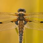 Dragonfly Wings