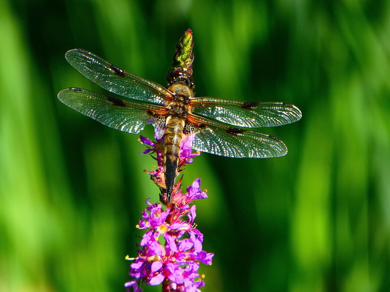 Dragonfly with flower