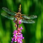 Dragonfly with flower