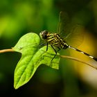 Dragonfly with heart leaf