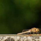 Dragonfly with lil´Beetle