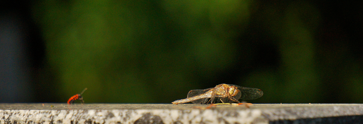 Dragonfly with lil´Beetle