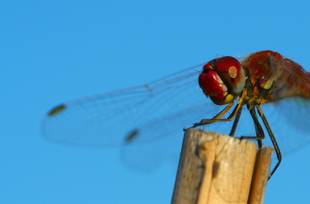 Dragonfly1