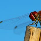 Dragonfly1