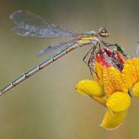 Dragonfly1123