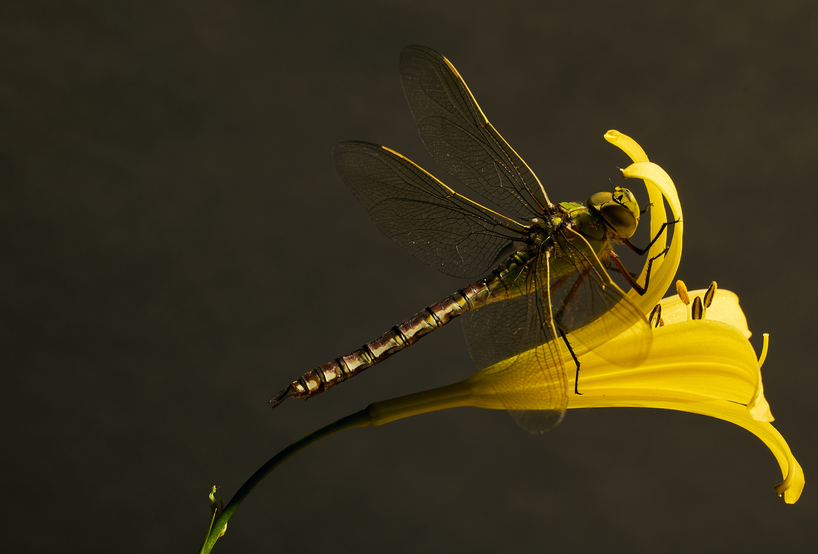 Dragonfly1_Tobias_Ritter