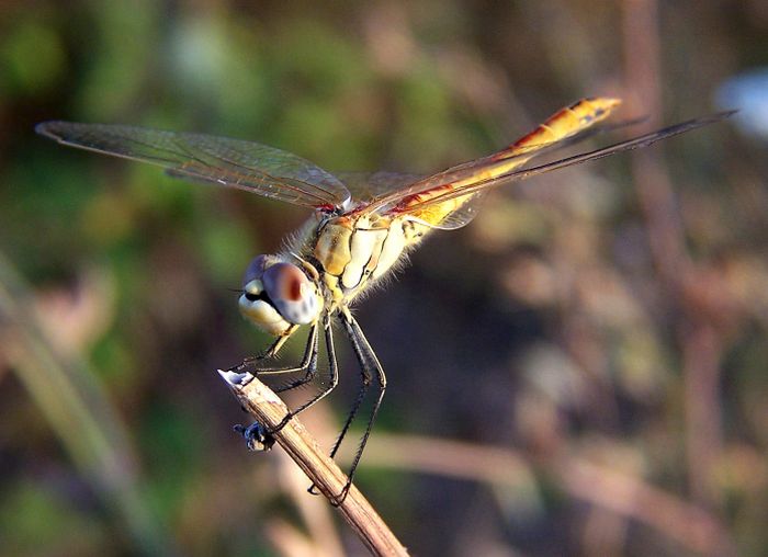 dragonfly2