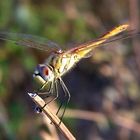 dragonfly2