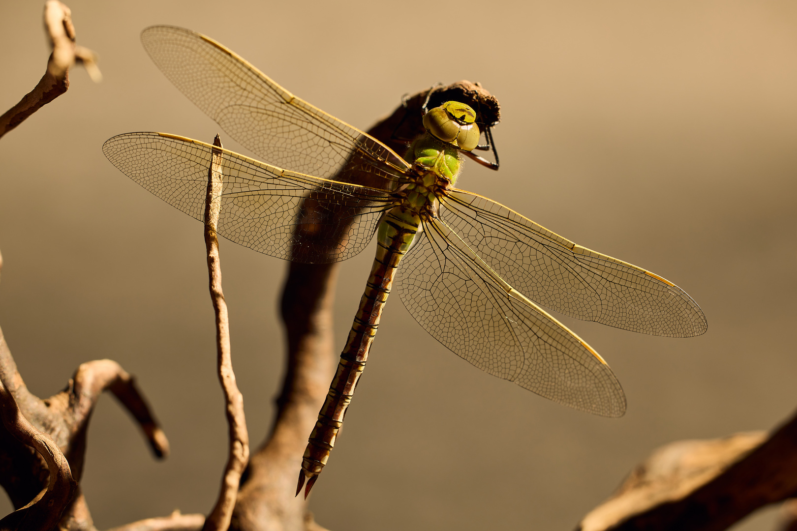 Dragonfly2_Tobias_Ritter