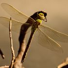 Dragonfly2_Tobias_Ritter