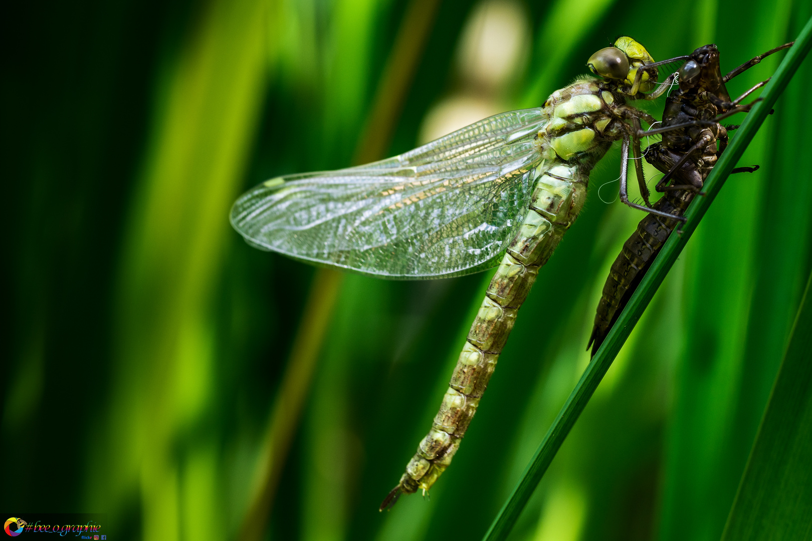 dragonfly&cocoon