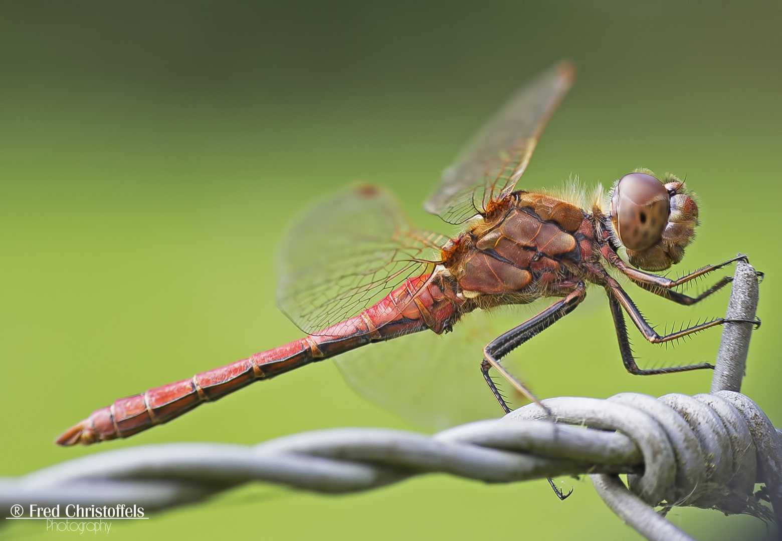 Dragonfly/Libellen