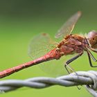 Dragonfly/Libellen