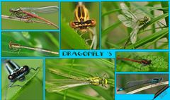 Dragonfly`s
