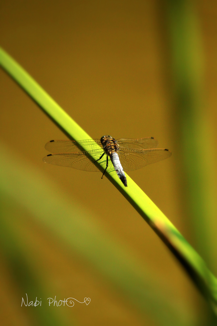 DragonGreenFly