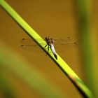 DragonGreenFly