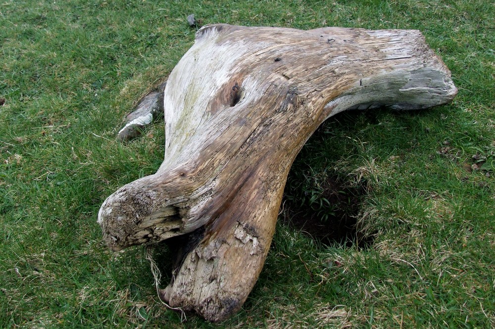 Dragonhead Driftwood