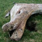 Dragonhead Driftwood