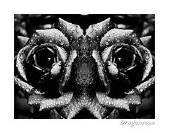 Dragonrose