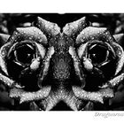 Dragonrose