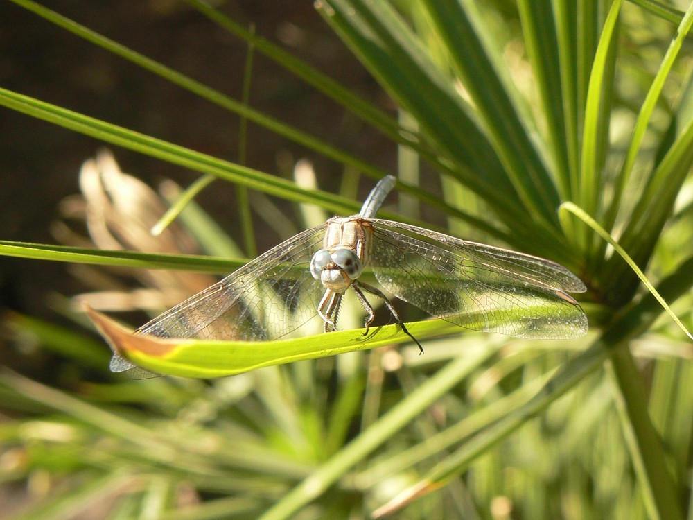 Dragons of Kabak Valley