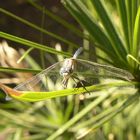 Dragons of Kabak Valley