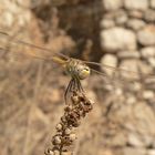 Dragons of Kabak Valley II