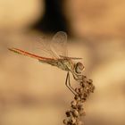 Dragons of Kabak Valley III