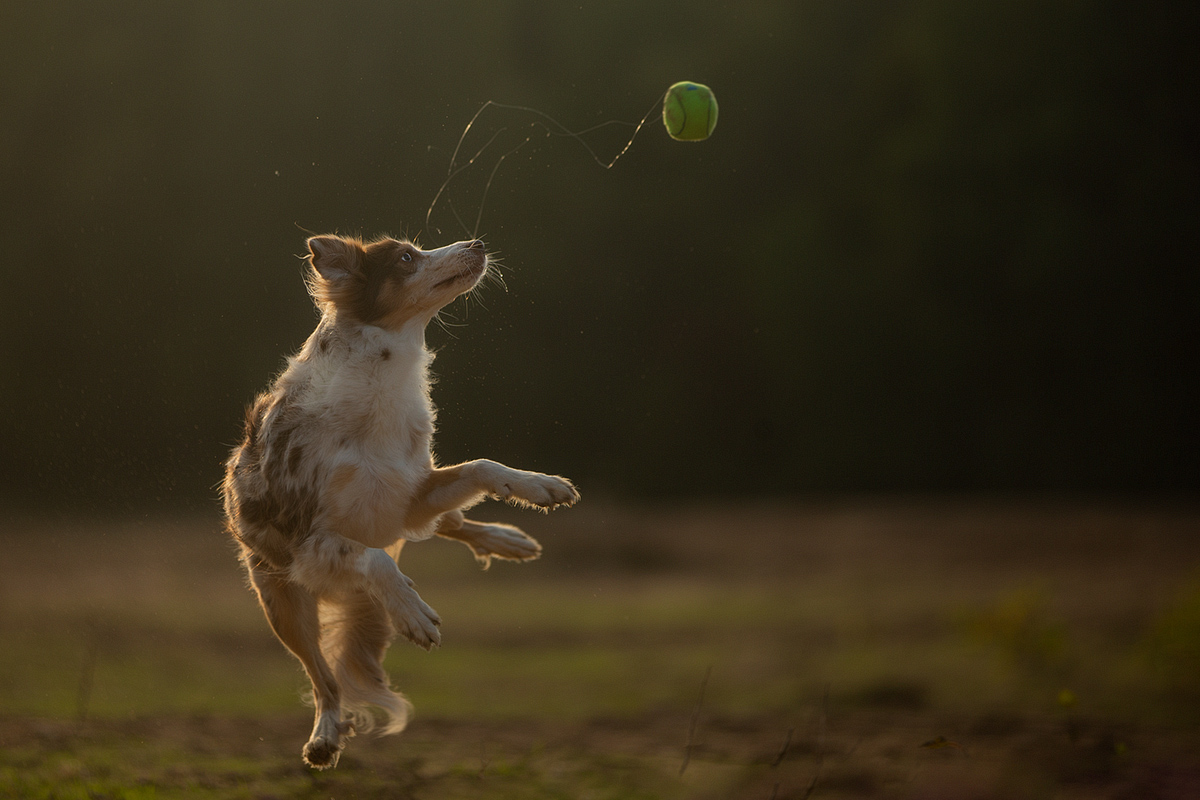 drahtgelenkter Ball