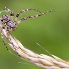 Drahtseil im Getreidefeld