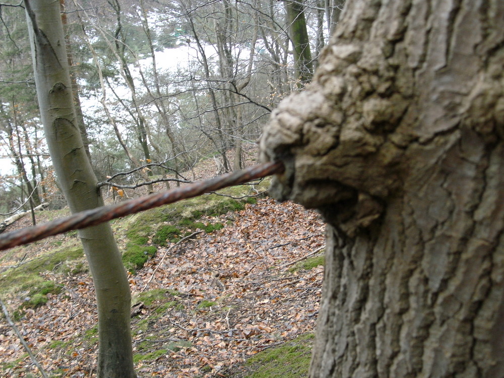 Drahtseil in einen Baum eingewachsen