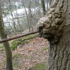 Drahtseil in einen Baum eingewachsen