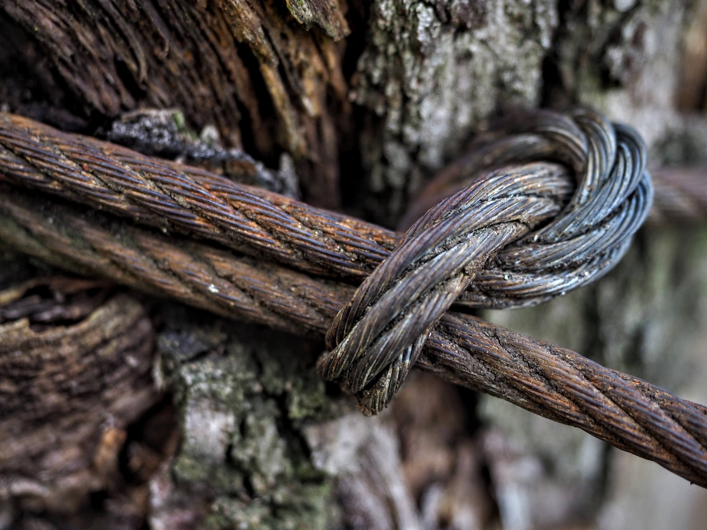 Drahtseil Knoten am Baum