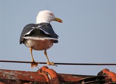 Drahtseilakt mit Schwimmfüßen