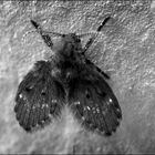 Drain Fly......