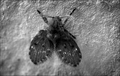 Drain Fly......