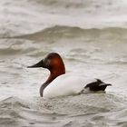 Drake Canvasback