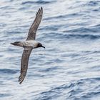 Drake-Passage - Rußalbatross