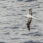 Drake-Passage - Wanderalbatros