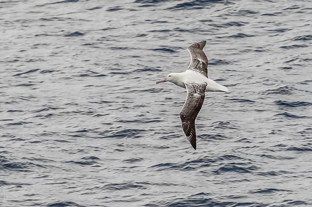 Drake-Passage - Wanderalbatros