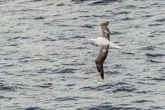 Drake-Passage - Wanderalbatros