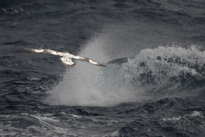 Drake Passage - Wellen mit Vogel