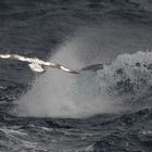 Drake Passage - Wellen mit Vogel